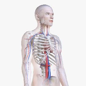 3D Male Body, Skeleton and Vascular System (Low Poly)